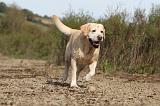 LABRADOR 177